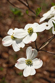 Dogwood, North Carolina state flower