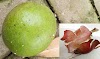 Bintaro Fruit, Rat Repellent Fruit