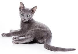 Characteristics and History    Specifically  Type  of  Russian Blue Cats