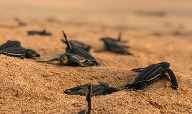 Liberan 92 crías de tortugas tinglar en playas de Miches e Higüey