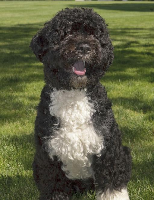 MischyfPaws: Meet President Obama Family Dog - BO