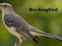 Mockingbird