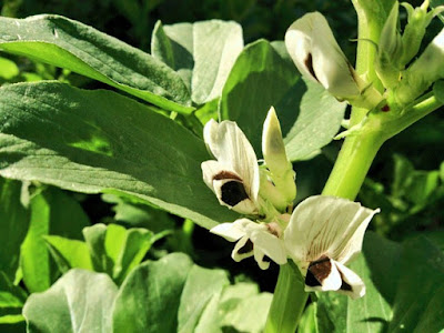 flores de habas