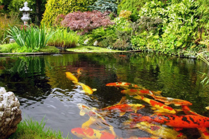 koi pond gardens