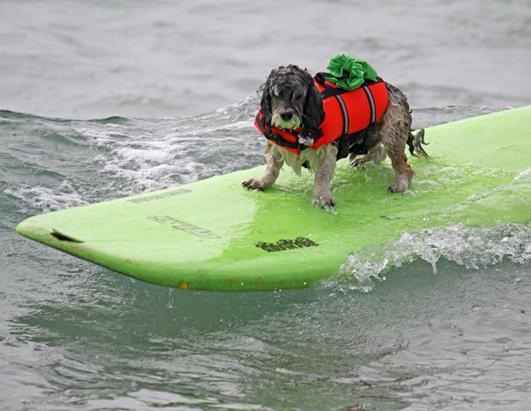 Dogs Surfing at California Beach 11