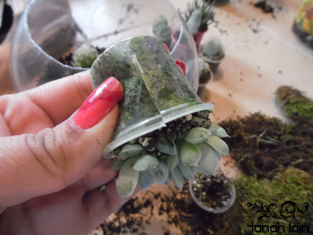 Terrarium DIY