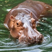 Hippo Eats Dwarf