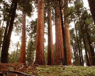 Redwoods Of California