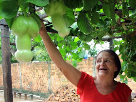 Brazilian gardener Maria Rodrigues de Aguiar Farias, 53, shows off penis-shaped passion fruit growing in her backyard.