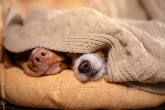 Companion Animal Psychology celebrates 7 years of pet science blogging, Photo shows dogs' noses peeking out from a blanket.