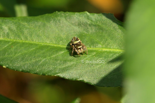 Araña saltarina verde-dorada posando sobre una hoja. Fotografía de Rocío Guzmán.