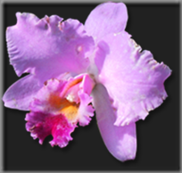 orchid1