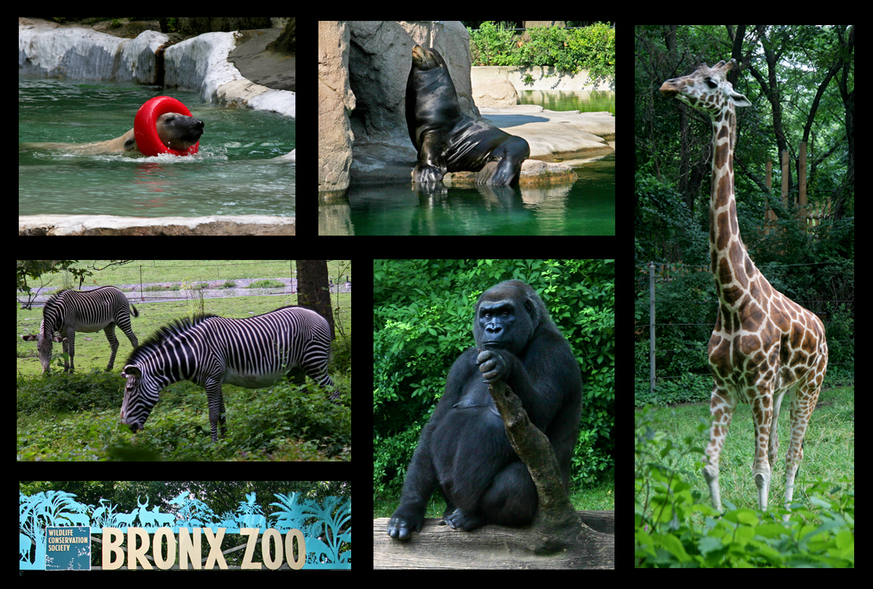 Redefining the Face Of Beauty : TOP 10 ZOOS IN AMERICA!