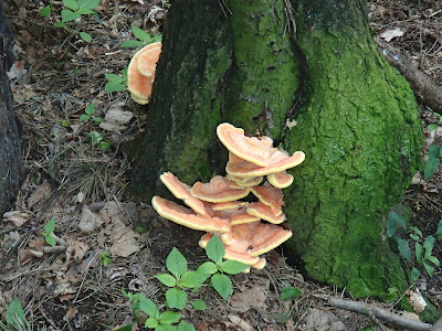 grzyby 2017, grzyby w maju, szukanie grzybów na koniu, żółciak siarkowy, żagiew łuskowata