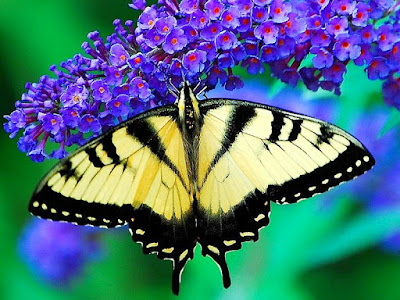 BUTTERFLY HD WALLPAPER 23