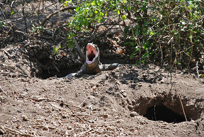 Dragón de Komodo abriendo la boca