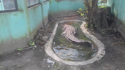 buaya 1
