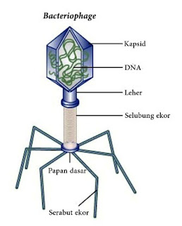 Struktur Virus dan bagian-bagian Virus