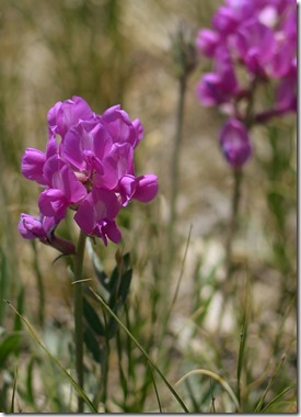 Flowers4