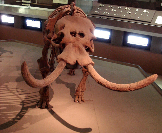 Карликовый слон с большими носовыми полостями из Археологического музея Сиракуз в Италии