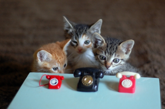 Itty Bitty Kitty Committee