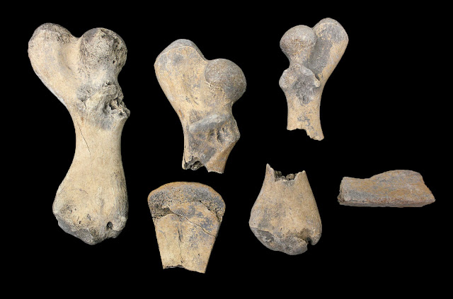 Ancient bone protein reveals which turtles were on the menu in Florida, Caribbean