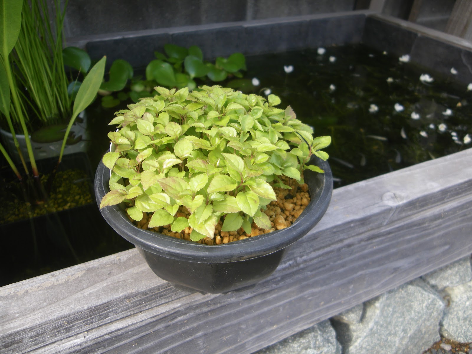 メダカのビオトープに雨水が入らないように屋根を製作しました メダカの大工