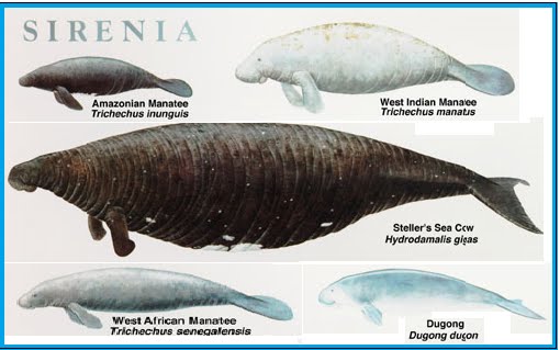 Contoh Hewan Vertebrata Yang Tidak Termasuk Mamalia 