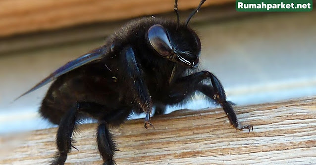 5 Jenis Serangga Perusak Kayu - lebah kayu