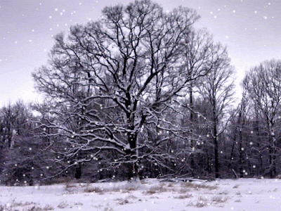 Snow falling in a field on an oak tree