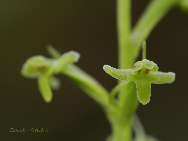 Tulotis ussuriensis