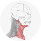 Muscles of the Neck