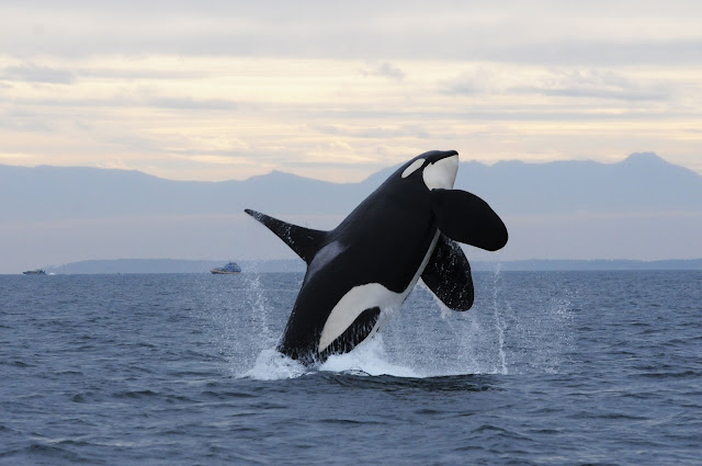 Embora possuam dentes, as orcas não são eficientes em aplicar mordidas capazes de matar ou de causar grandes ferimentos em suas presas.   Entre as técnicas de caça estão o ato de atirar focas umas contra as outras, pelo ar, de modo a atordoá-las e matá-las. Os arenque são forçados a concentrarem-se numa bola apertada, sendo cercados por bolhas de ar e abatidos pelas caudas das orcas, que conseguem matar até 15 deles por pancada.   Os leões marinhos e elefantes marinhos são mortos por golpes de cabeça ou pancadas com a cauda. 