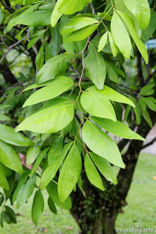  Daun Majemuk  Folium Compositum MUNAWI INSIDE