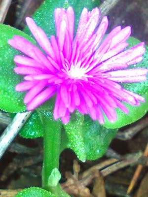 flor de aptenia
