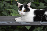 cat on bench outside