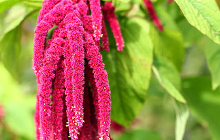 Amaranth Flower