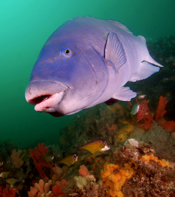 Blue Groper - fish mystery, sex change in fish