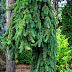 Cobra Spruce - Picea Abies 'Cobra'