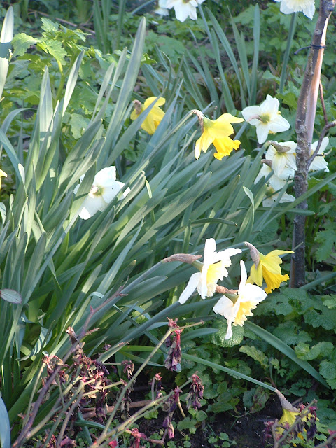 Photo of a clump of many daffodils