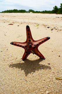 Starfish Island