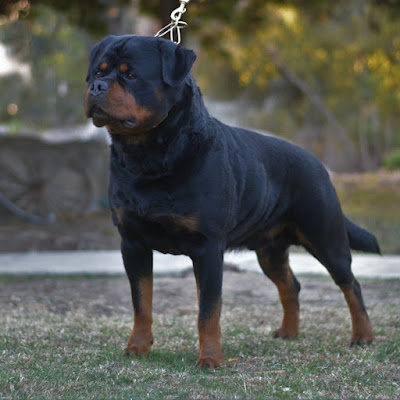 Full Blooded Rottweiler Puppies For Sale Near Me