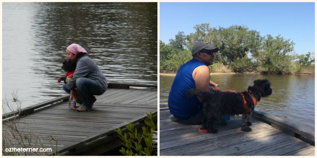 Oz the Terrier on the boardwalk in Tomoka State Park in 2014 and recent camping trip