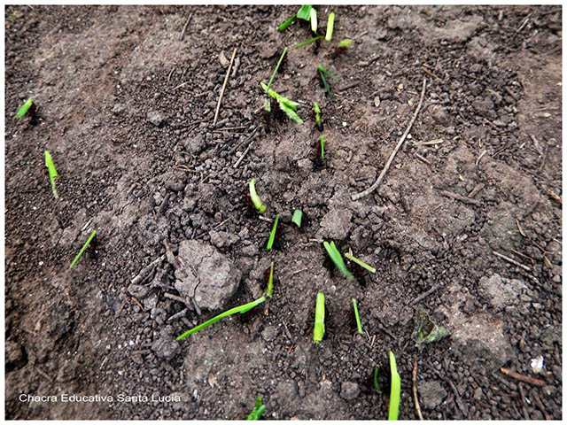 Hormigas cortadoras-Chacra Educativa Santa Lucía