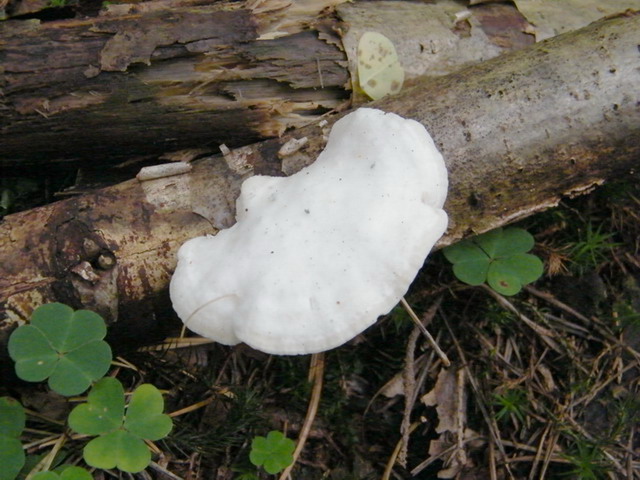 Tyromyces chioneus