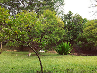 vista da janela do quarto no hotel fazenda moinho