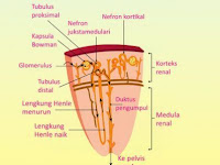 Jelaskan Proses Pembentukan Urine di Ginjal