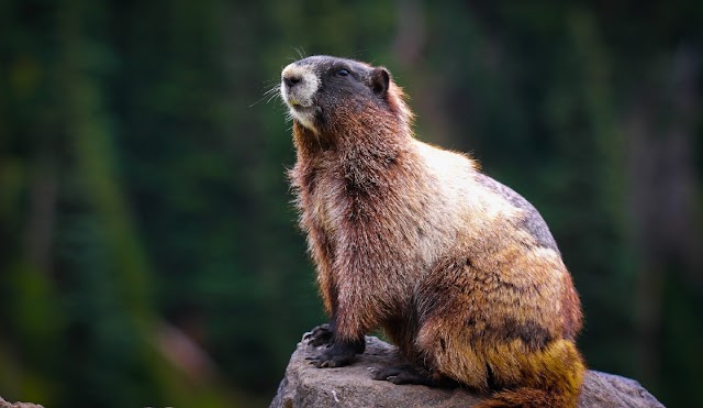 Beavers now Legally Protected in England after being Hunted to Extinction