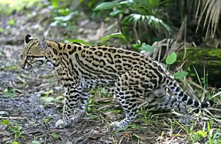 OCELOT