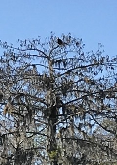 Saw this bird in the top of the tree -- pretty sure it's an Eagle